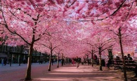 日本樱花免m38vcom费vps,日本樱花VPS免费试用,开启高效云服务之旅