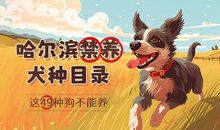 大型宠物狗品种大全,了解不同品种的特点与养护要点