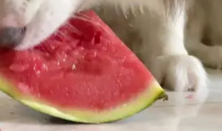 网红狗子吃瓜视频,真相与流言的交织